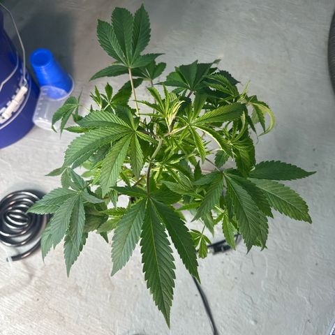 CxLAZ #20 C1 25g growlog timeline photo