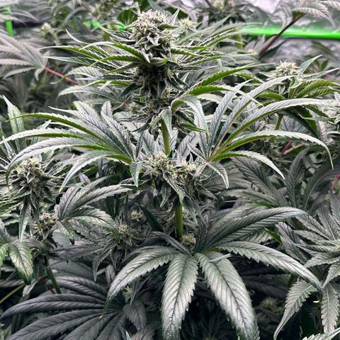 Misc x (LA Kush x Zkittles) #26 60.7g growlog timeline photo