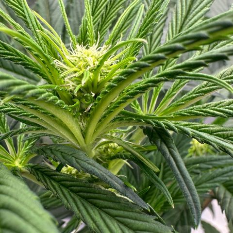 CxLAZ #16 50.72g growlog timeline photo