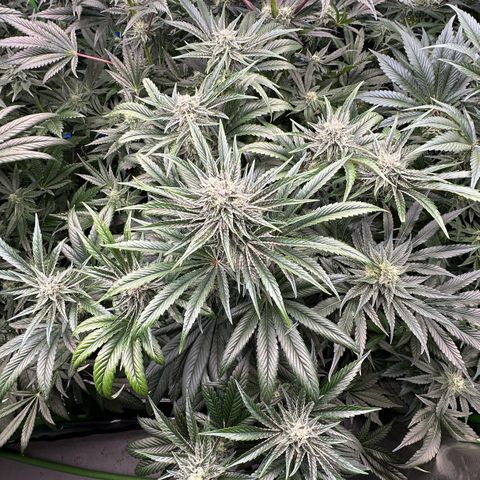 Misc x (LA Kush x Zkittles) #26 60.7g growlog timeline photo