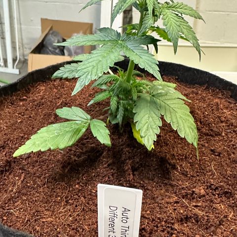 Auto Think Different  #3 growlog photo: Transplanted into 3 gal