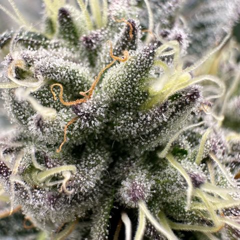 Misc x (LA Kush x Zkittles) #10 growlog timeline photo
