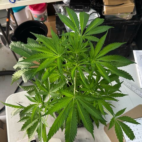CxLAZ #16 50.72g growlog photo: Lollipoped