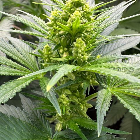 CxLAZ #16 50.72g growlog timeline photo