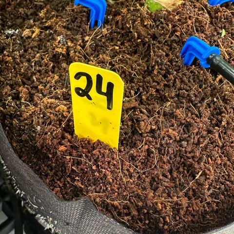 CxLAZ #16 50.72g growlog timeline photo