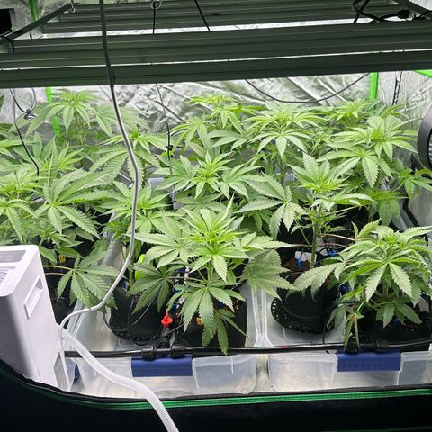 CxLAZ #16 50.72g growlog timeline photo