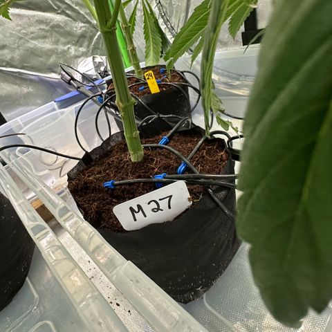 CxLAZ #16 50.72g growlog timeline photo