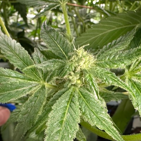 CxLAZ #20 13.7g growlog timeline photo