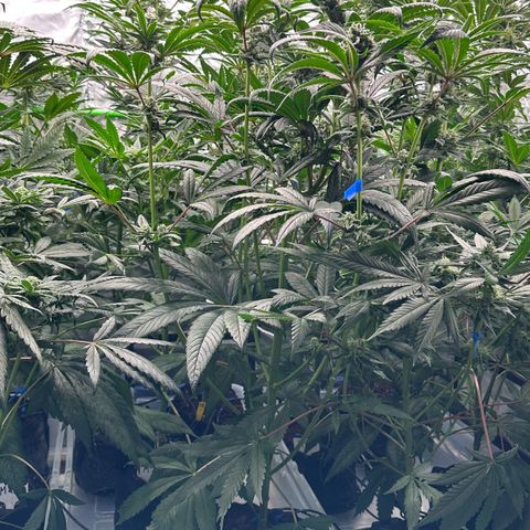 Misc x (LA Kush x Zkittles) #26 60.7g growlog timeline photo