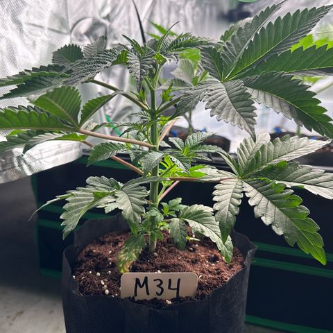 CxLAZ #16 50.72g growlog photo: Lollipoped