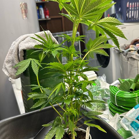 Fuel D.OG #2 Female 49.44g M growlog photo: Transplanted into 1 gal pot