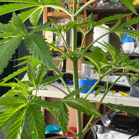 CxLAZ #16 50.72g growlog photo: Lollipoped