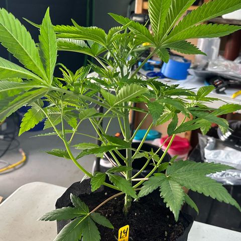 CxLAZ #16 50.72g growlog photo: Lollipoped