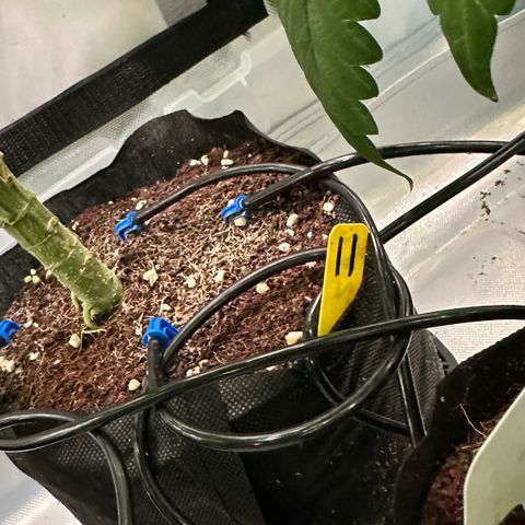 CxLAZ #11 50.28g growlog timeline photo