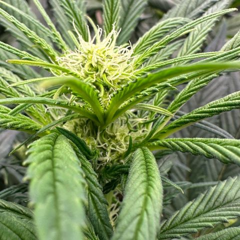 Misc x (LA Kush x Zkittles) #26 60.7g growlog timeline photo