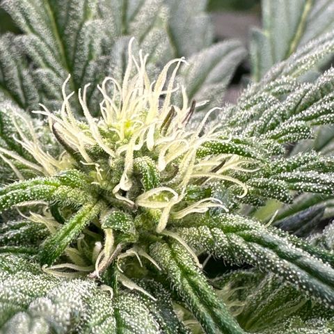Misc x (LA Kush x Zkittles) #33 19.08g growlog timeline photo