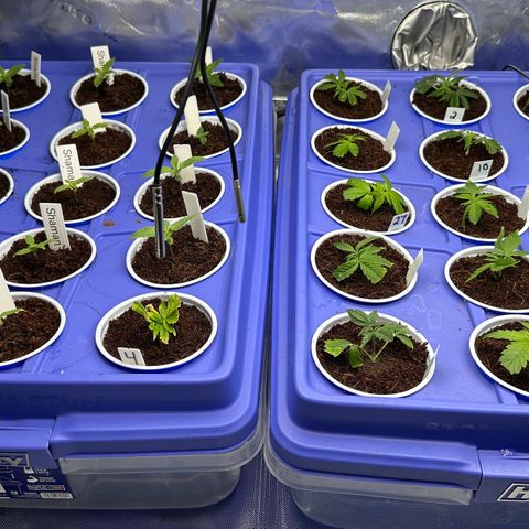 Shaman growlog timeline photo