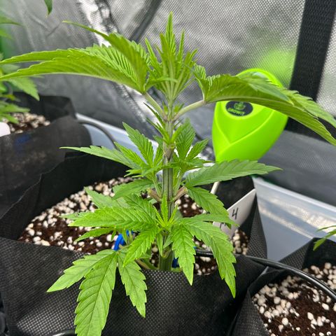 CxLAZ #16 50.72g growlog timeline photo