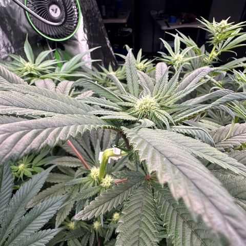 CxLAZ #16 50.72g growlog photo: Top training 