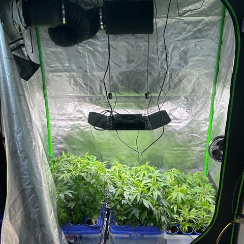 Shaman growlog timeline photo