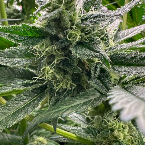 CxLAZ #31 58.75g growlog timeline photo