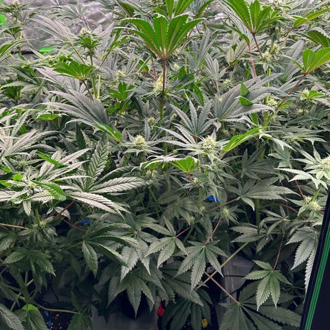 CxLAZ #31 58.75g growlog timeline photo