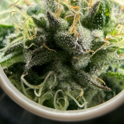 CxLAZ #16 50.72g growlog timeline photo