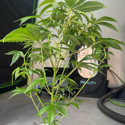 CxLAZ #20 C1 25g growlog timeline photo