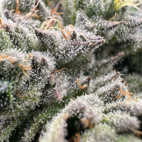 Misc x (LA Kush x Zkittles) #26 60.7g growlog timeline photo