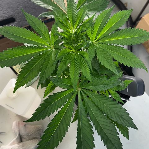 CxLAZ #16 50.72g growlog photo: Lollipoped