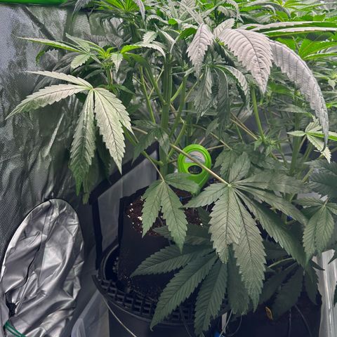 CxLAZ #16 50.72g growlog timeline photo