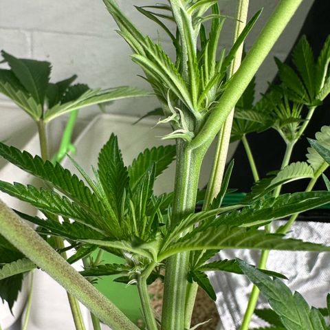 CxLAZ #16 50.72g growlog timeline photo