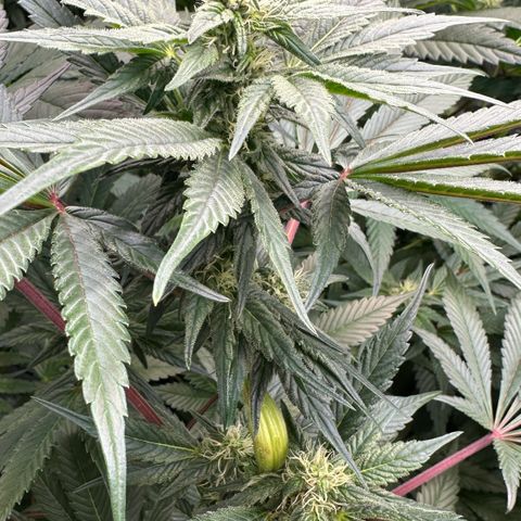 CxLAZ #03 45.52g growlog photo: Pollen sac from training on Tuesday