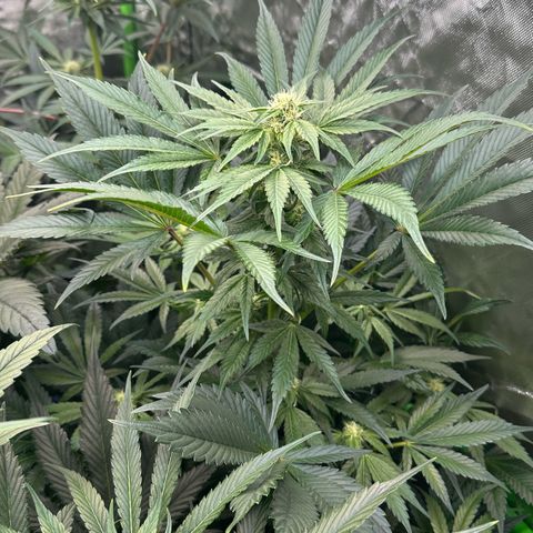 CxLAZ #16 50.72g growlog photo: Stacking nice and smells fruity 