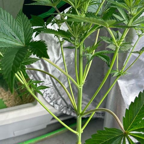 CxLAZ #16 50.72g growlog timeline photo