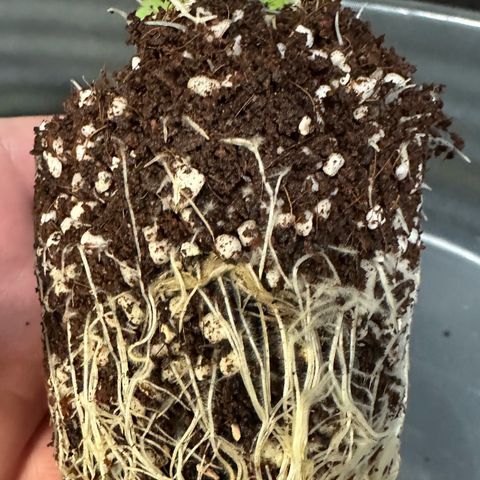 Misc x (LA Kush x Zkittles) #26 60.7g growlog timeline photo