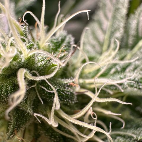 CxLAZ #31 58.75g growlog timeline photo