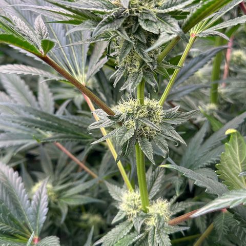 Misc x (LA Kush x Zkittles) #10 growlog timeline photo