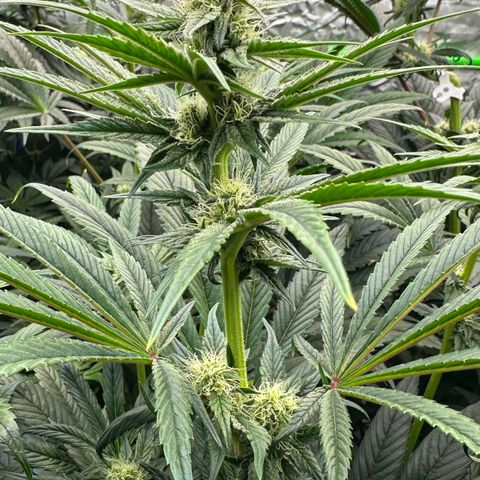 CxLAZ #16 50.72g growlog photo: Stacking nicely 9 heads