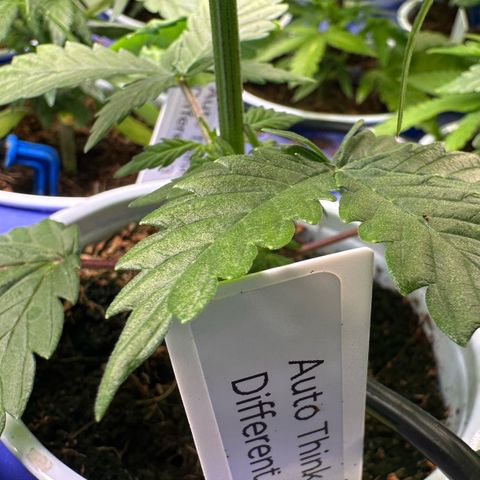 Auto Think Different  #1 growlog photo: Transplanted into 1 gal