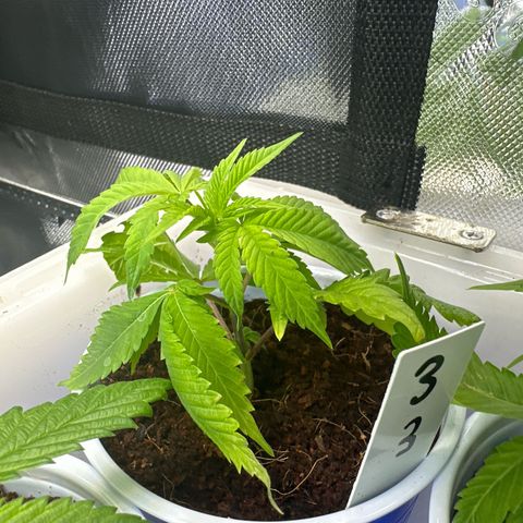 Shaman growlog timeline photo