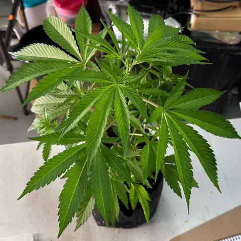 CxLAZ #16 50.72g growlog photo: Lollipoped