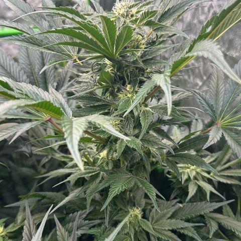 Misc x (LA Kush x Zkittles) #37 42.26g growlog timeline photo