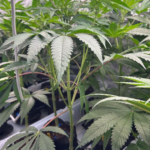 CxLAZ #16 50.72g growlog timeline photo