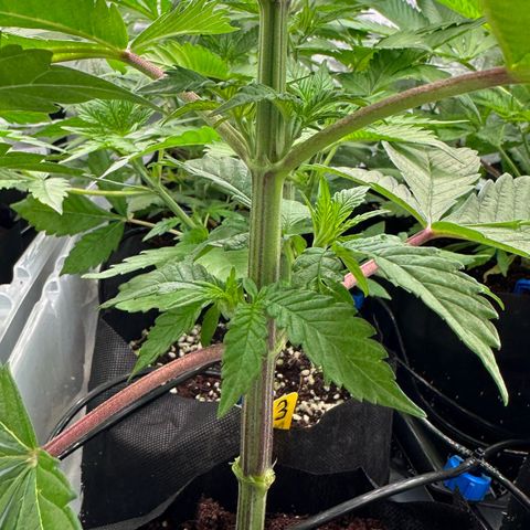 CxLAZ #16 50.72g growlog photo: Lollipoped