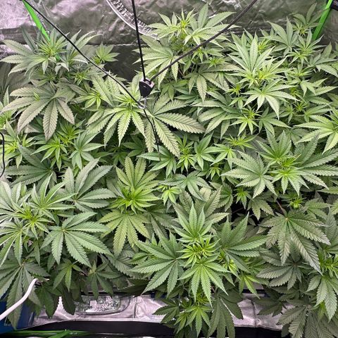 CxLAZ #16 50.72g growlog timeline photo