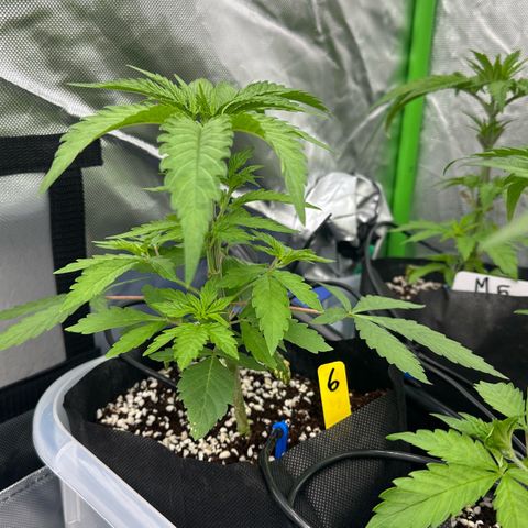CxLAZ #16 50.72g growlog timeline photo