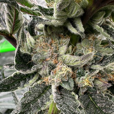 Misc x (LA Kush x Zkittles) #27 33.12g growlog timeline photo