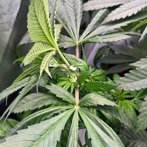 CxLAZ #16 50.72g growlog timeline photo