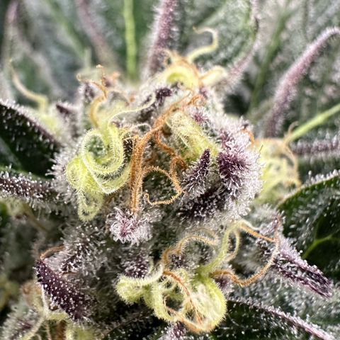 Misc x (LA Kush x Zkittles) #37 42.26g growlog timeline photo